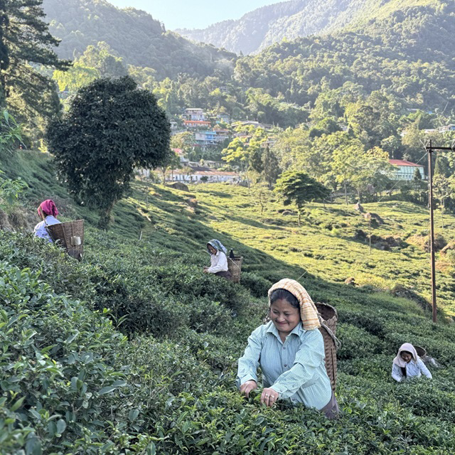 【Tea Trip後編】ダージリン グームティー茶園を訪れて