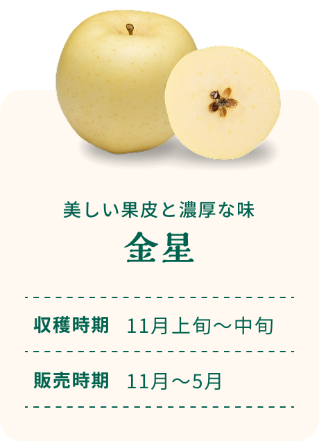 美しい果皮と濃厚な味 金星 収穫時期11月上旬~中旬 販売時期11月~5月